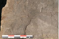 Foto (Detailansicht) von Voltzia heterophylla Brongniart (NHMW-GEO-2024-0188-11129)